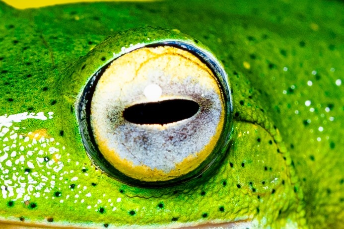 Emerald acrobat of the Western Ghats! 🐸✨ Captured this stunning Malabar gliding frog in its natural habitat.Between … (2/2)