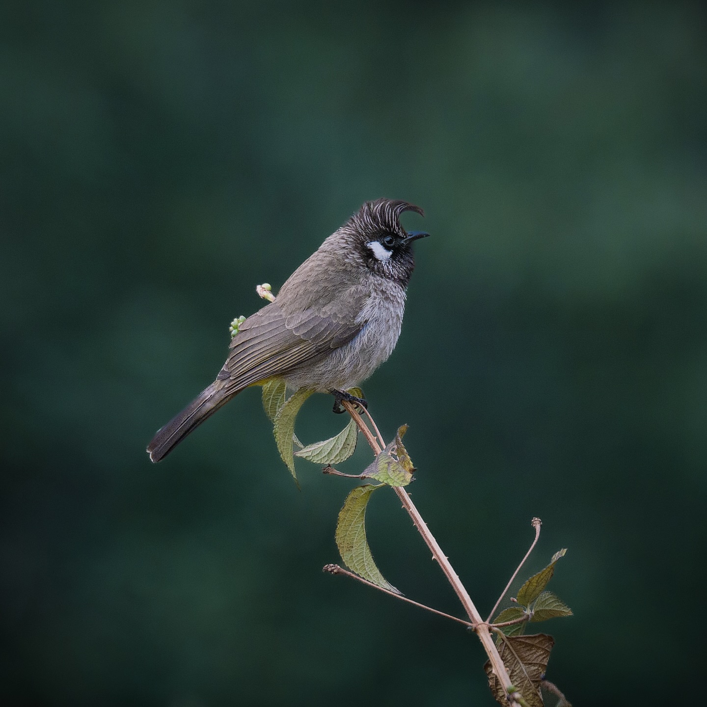 🦉 Name: Himalayan Bulbul (Pycnonotus leucogenys)