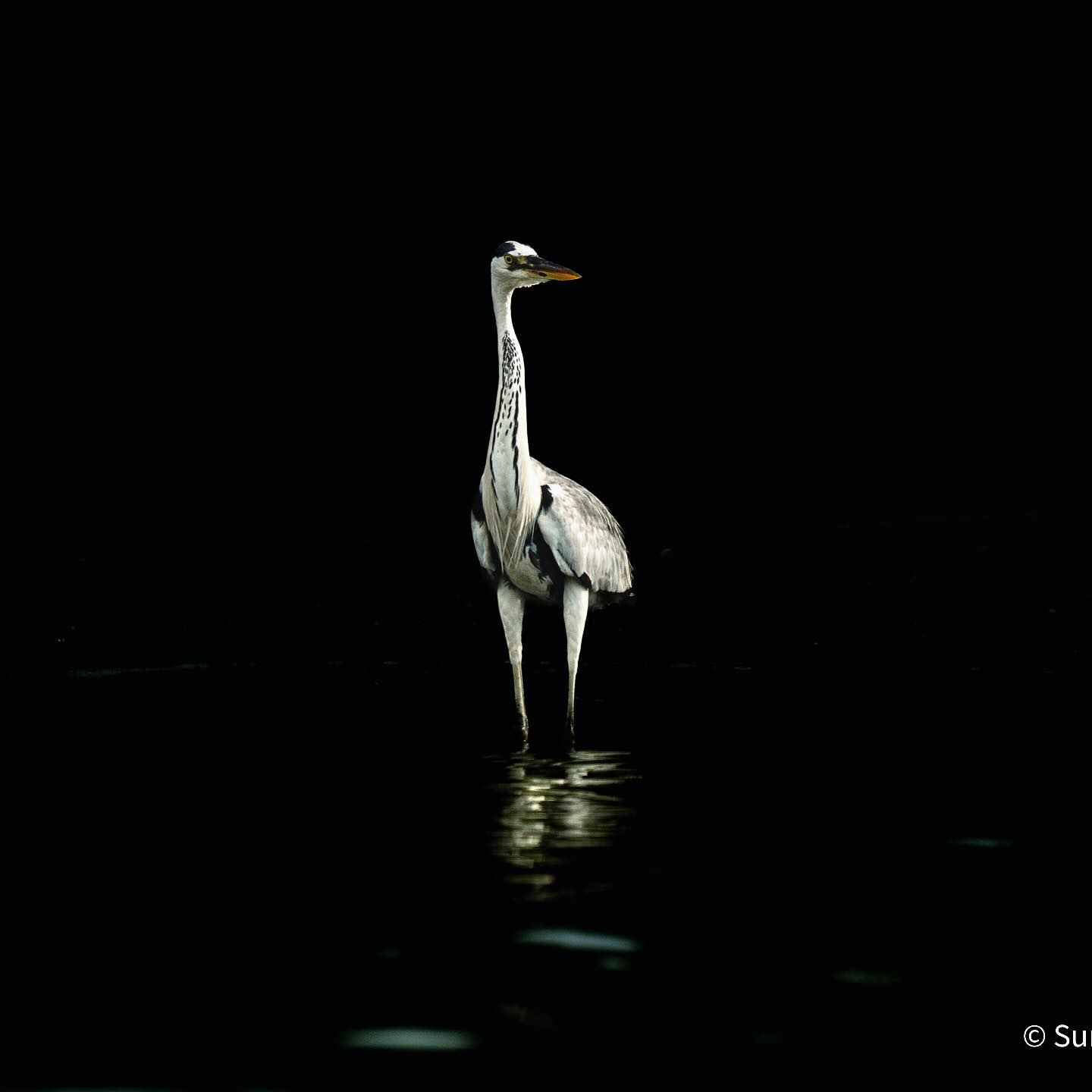Grey Heron.  #BirdPhotography #GreyHeron #WildlifePhotography #Nature