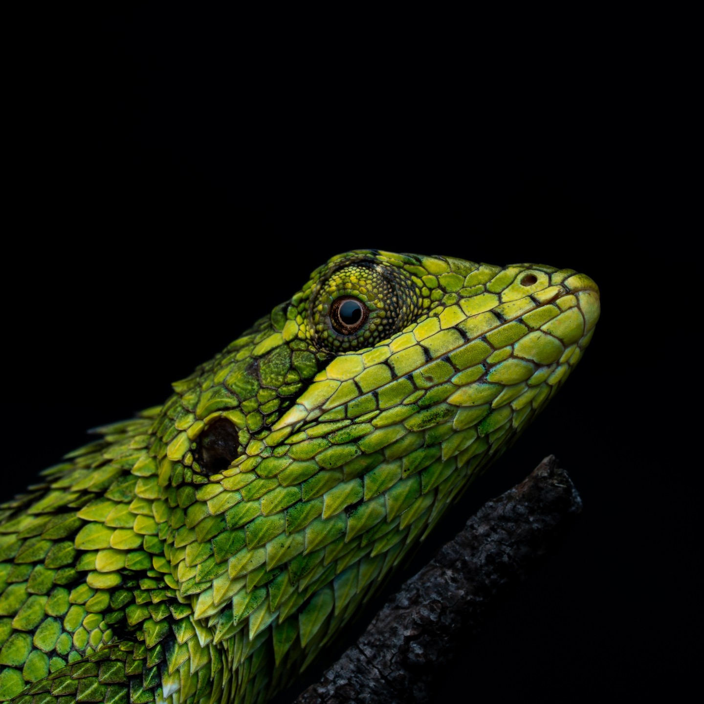 A Large-scaled Forest Lizard holding still in the canopy, trusting patience, posture, and perfectly armored scales to… (2/3)