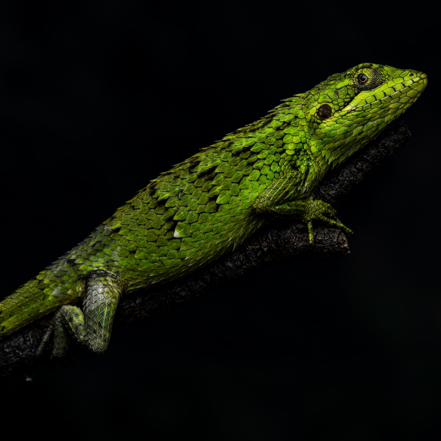 A Large-scaled Forest Lizard holding still in the canopy, trusting patience, posture, and perfectly armored scales to… (3/3)
