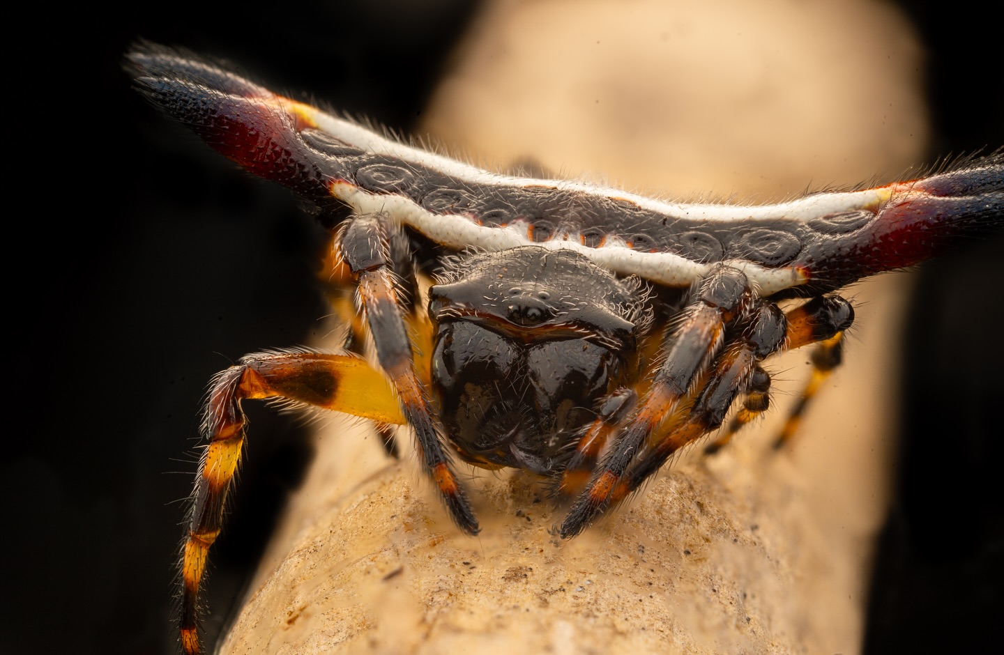 Spiny Orb Weaver Spider.  #MacroPhotography #SpinyOrbWeaver #Gasteracantha #Kariali #SonyAlpha.  First photo : stacke… (2/3)