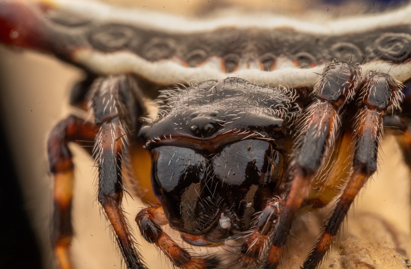 Spiny Orb Weaver Spider.  #MacroPhotography #SpinyOrbWeaver #Gasteracantha #Kariali #SonyAlpha.  First photo : stacke… (3/3)