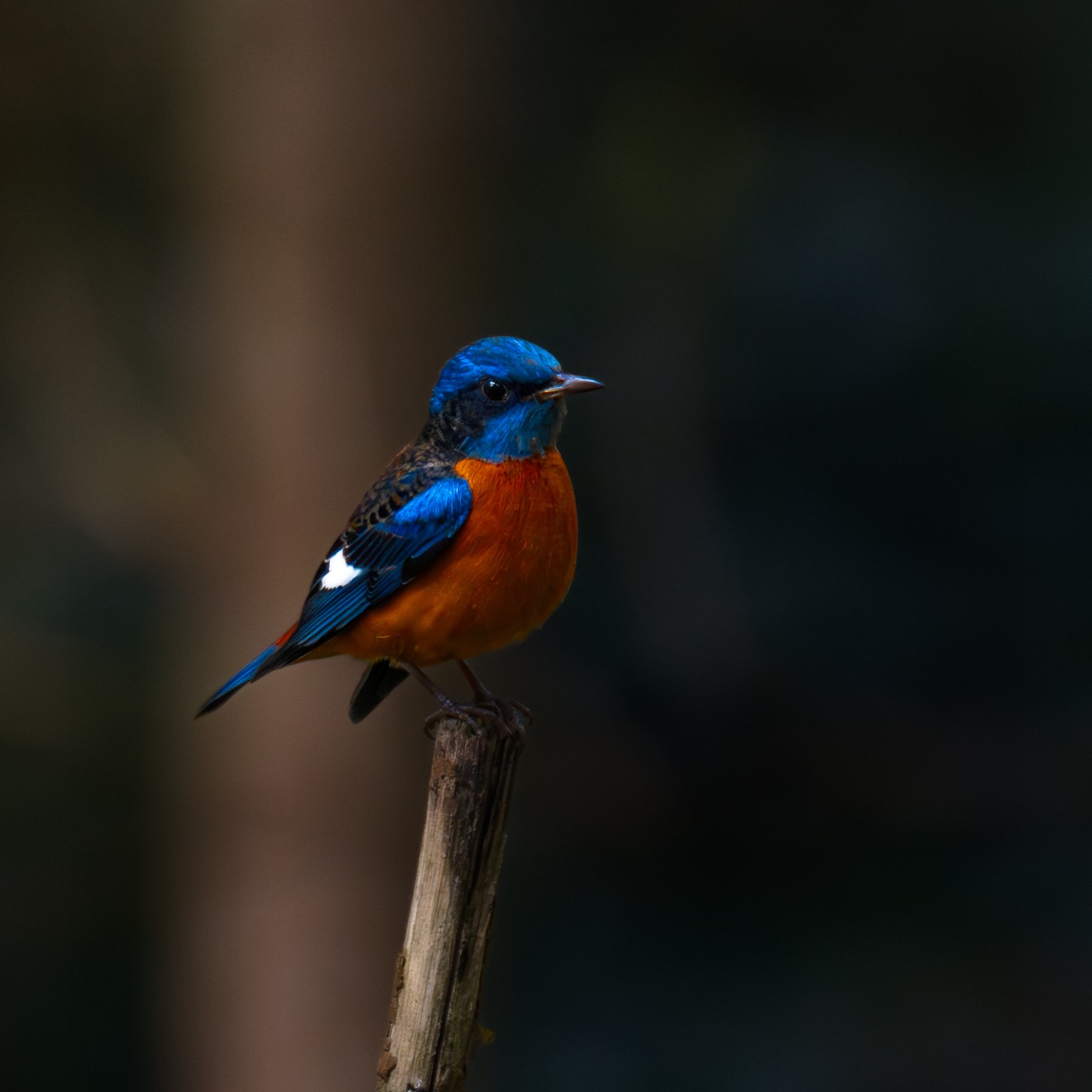 📍 Location: Eastern Ghats, Tamil Nadu, India (2/2)