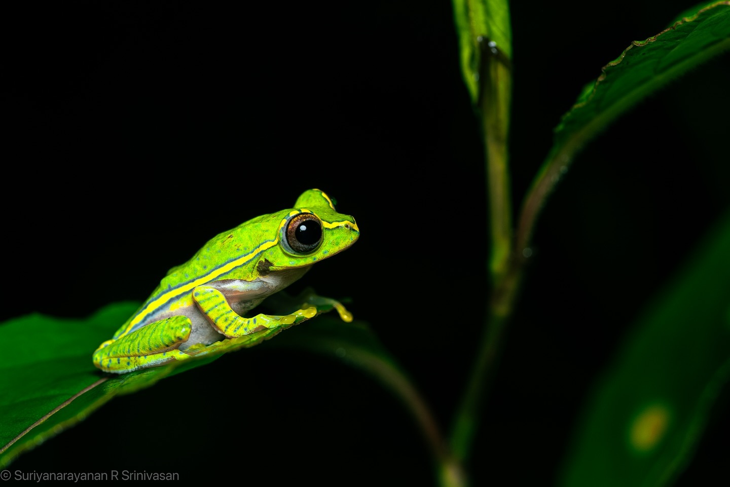 “Rhacophorus lateralis” is an endangered species of rhacophorid tree frog endemic to the Western Ghats in South India… (2/2)