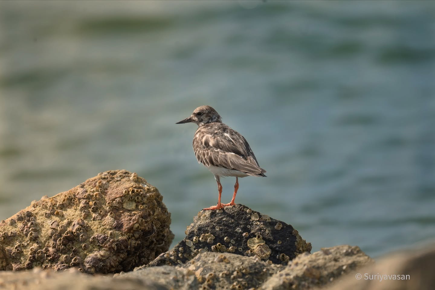 Rudy Turnstone. #ShoreBirds #EarlyMorning #BirdPhotography #CoastalLife (2/2)