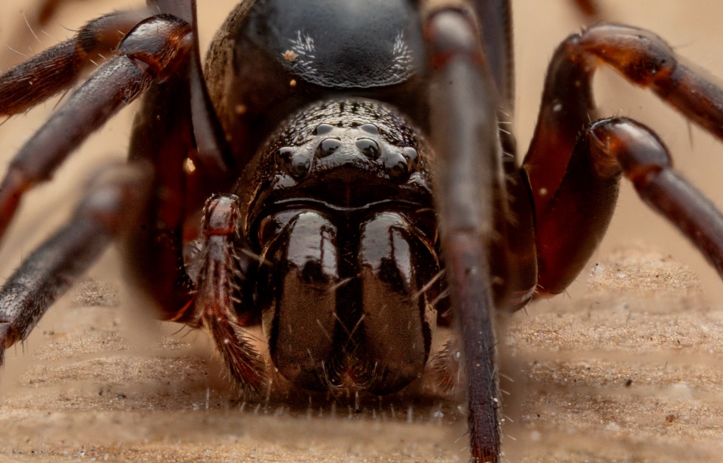 Ant Mimic Sac Spider (2/2)