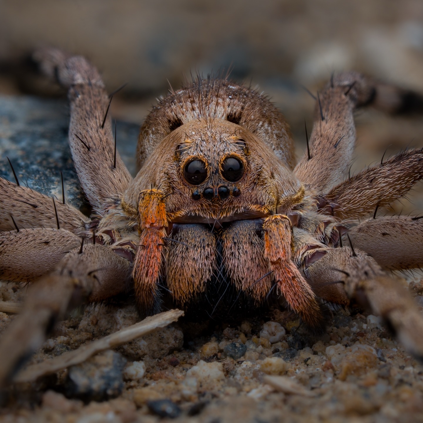 A wolf spider resting low, relying on speed, camouflage, and those unmistakable forward-facing eyes to survive. No we…