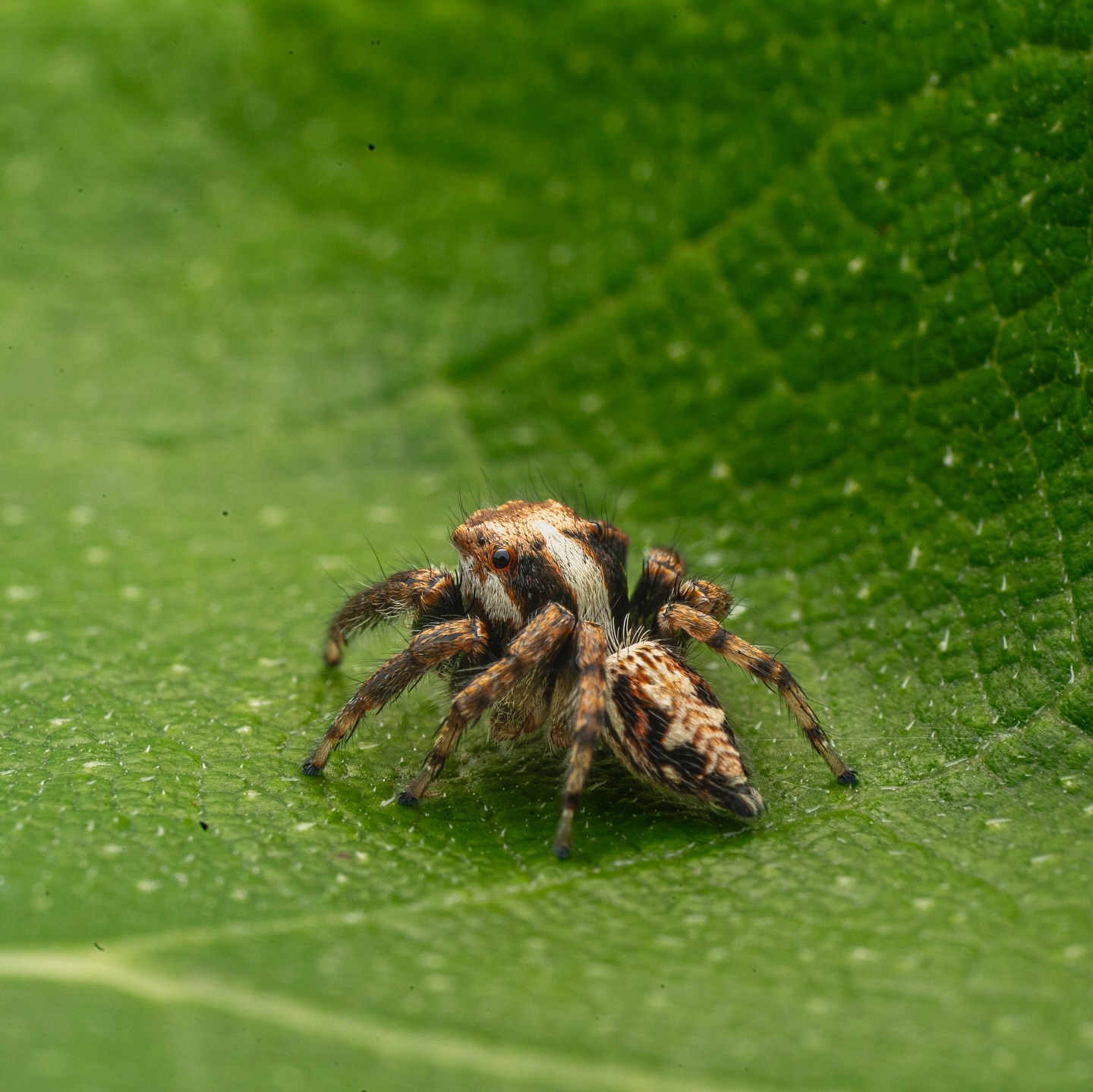 The exceptionally rare Tenkana sp. Jumping Spider in all its intricate beauty 🕷️✨ stacked 6 photos… this is pretty r… (2/2)