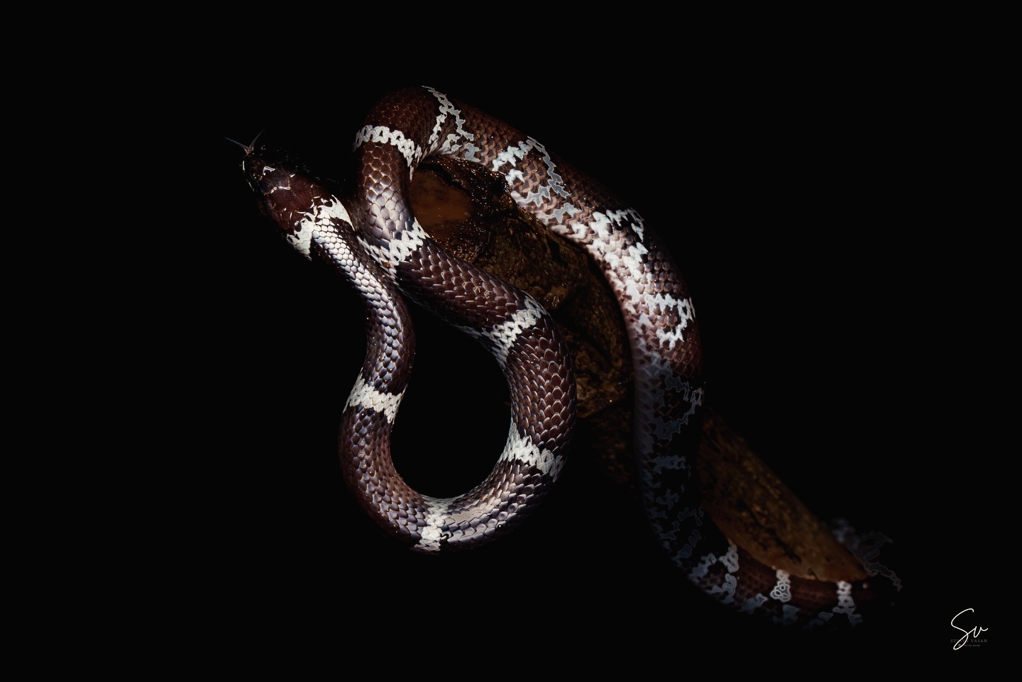 The stunning Common Wolf Snake in its natural elegance 🐍✨ know as vellikol varayan in tamil, naturally habitat in wo… (2/5)