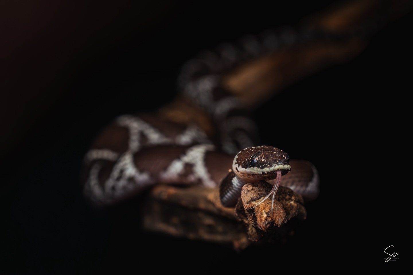 The stunning Common Wolf Snake in its natural elegance 🐍✨ know as vellikol varayan in tamil, naturally habitat in wo… (3/5)