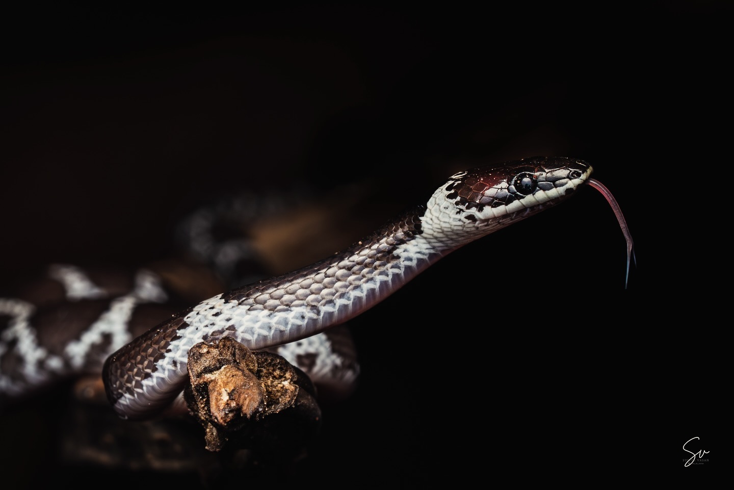 The stunning Common Wolf Snake in its natural elegance 🐍✨ know as vellikol varayan in tamil, naturally habitat in wo… (4/5)