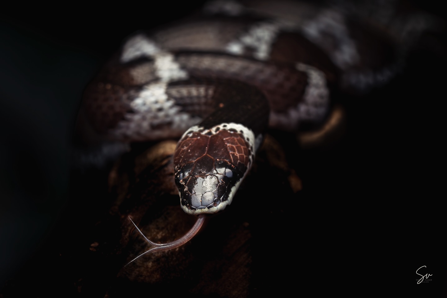 The stunning Common Wolf Snake in its natural elegance 🐍✨ know as vellikol varayan in tamil, naturally habitat in wo… (5/5)