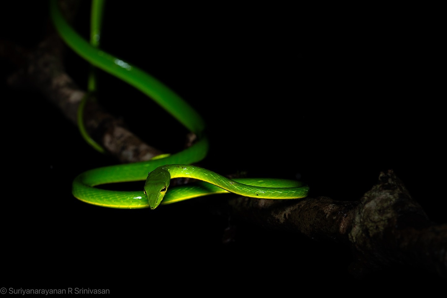 🌿 Slinking through the lush greens of Coorg, this vine snake is the ultimate jungle fashionista. Who knew scales cou… (2/3)