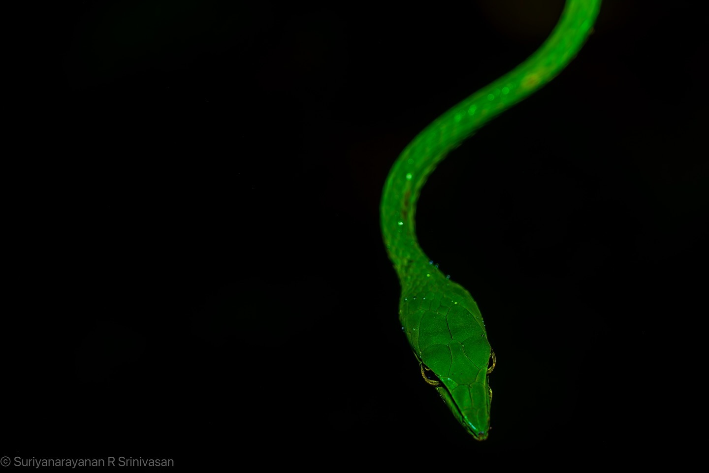 🌿 Slinking through the lush greens of Coorg, this vine snake is the ultimate jungle fashionista. Who knew scales cou… (3/3)
