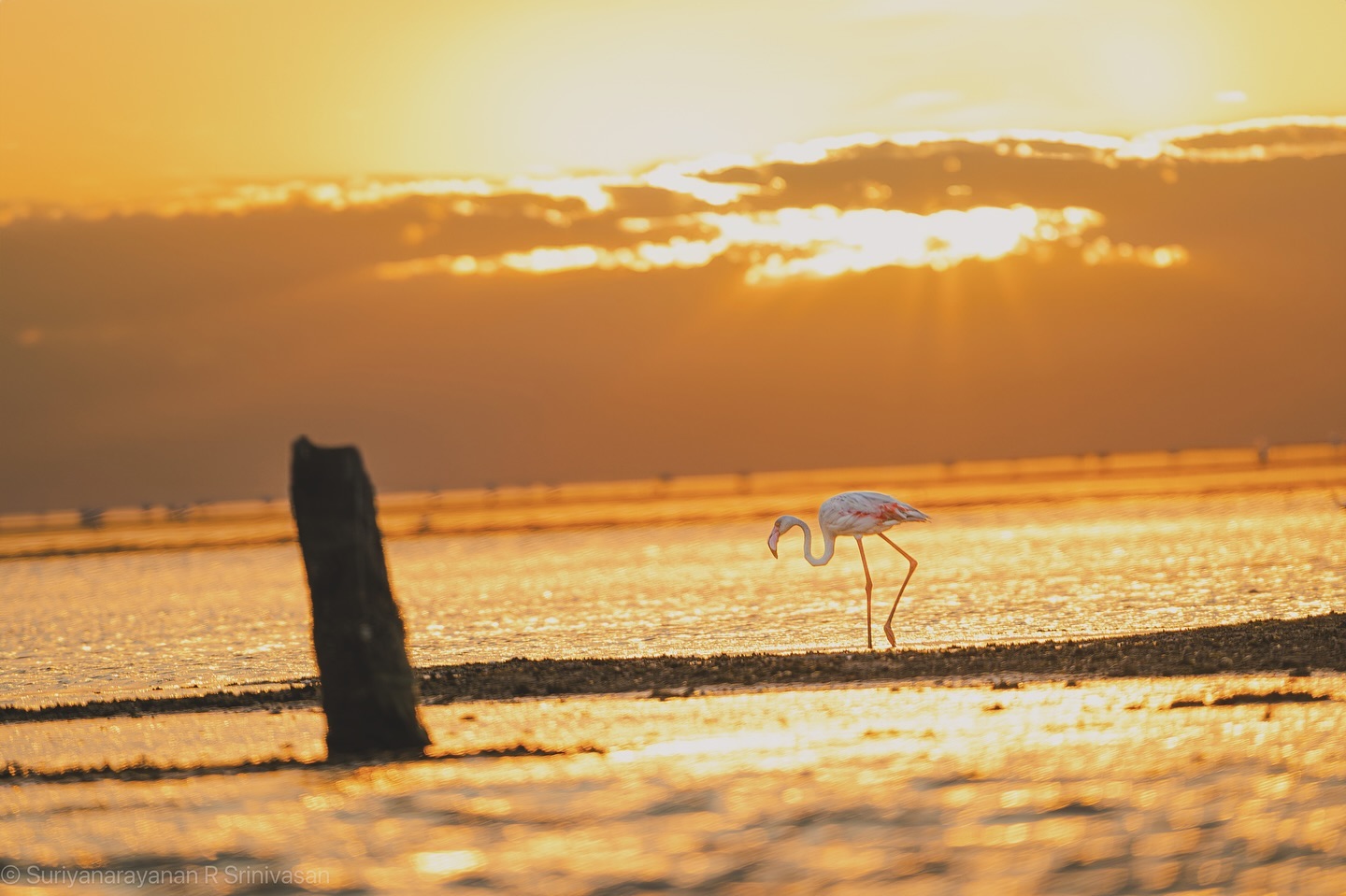 A majestic flamingo stands tall, amid its vibrant and glowing in the warm light of the setting sun. #FlamingoSunset #…