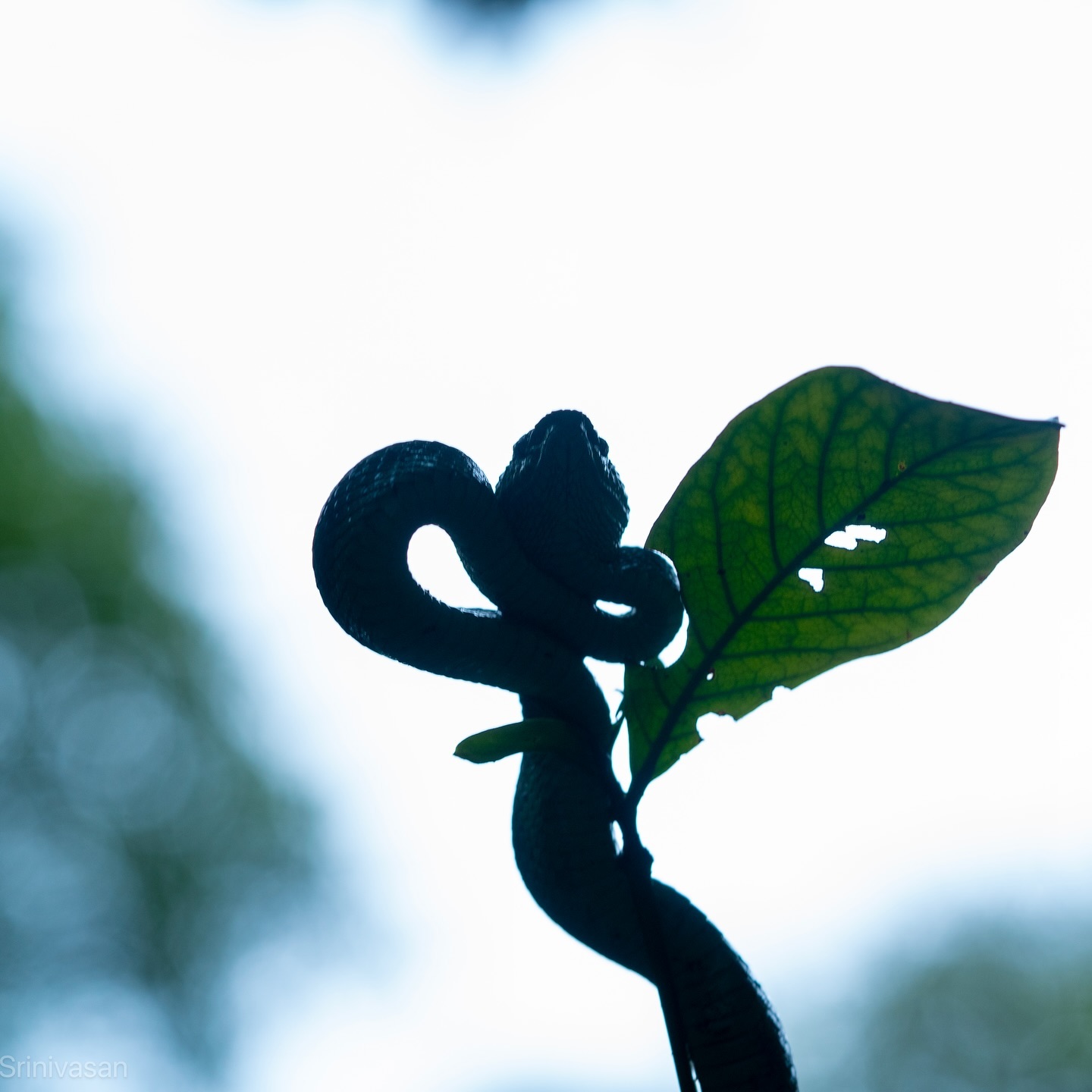 Spotted the Malabar Pit Viper (Craspedocephalus malabaricus) in the Western Ghats! These shy guys are nocturnal hunte… (2/3)