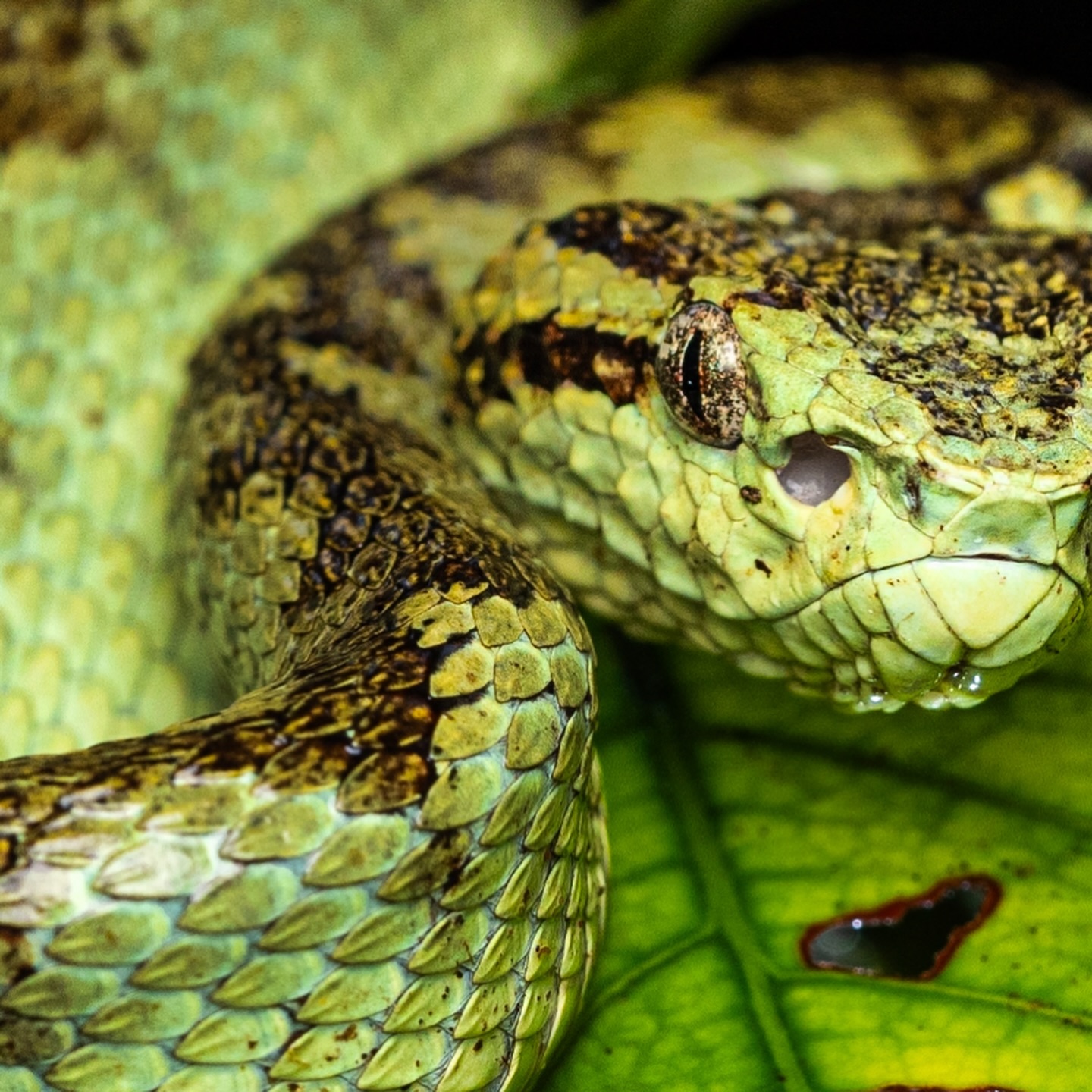 Spotted the Malabar Pit Viper (Craspedocephalus malabaricus) in the Western Ghats! These shy guys are nocturnal hunte… (3/3)