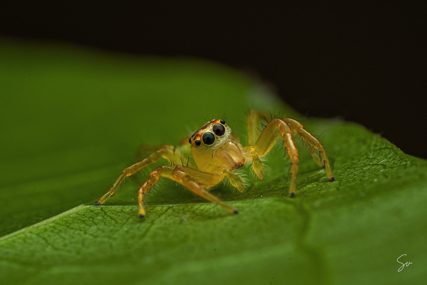 The two-striped jumping spider, found in Pollachi, is a master of precision and agility. Collaborating with experts D…