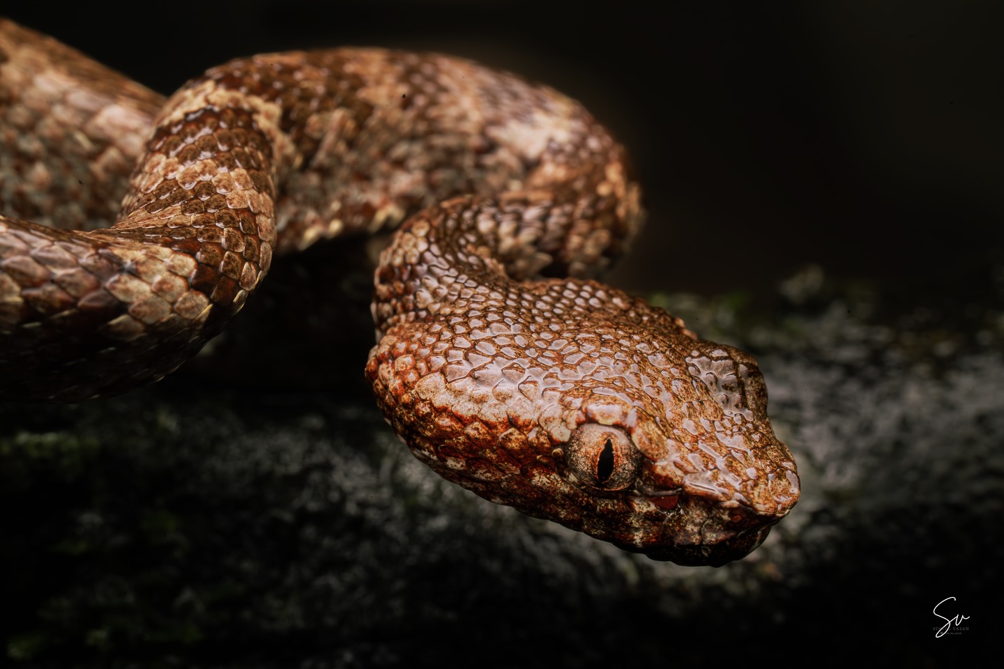 Malabar Pit Viper.  #MacroPhotography #BandedPitViper #TropidolaemusSubannulatus #Pollachi #SonyAlpha”