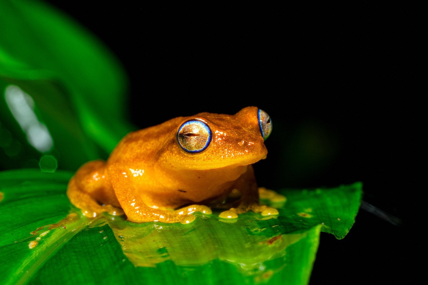The Coorg brush frog, native to the Western Ghats, is known for its strikingly expressive eyes with amazing gold and … (2/3)