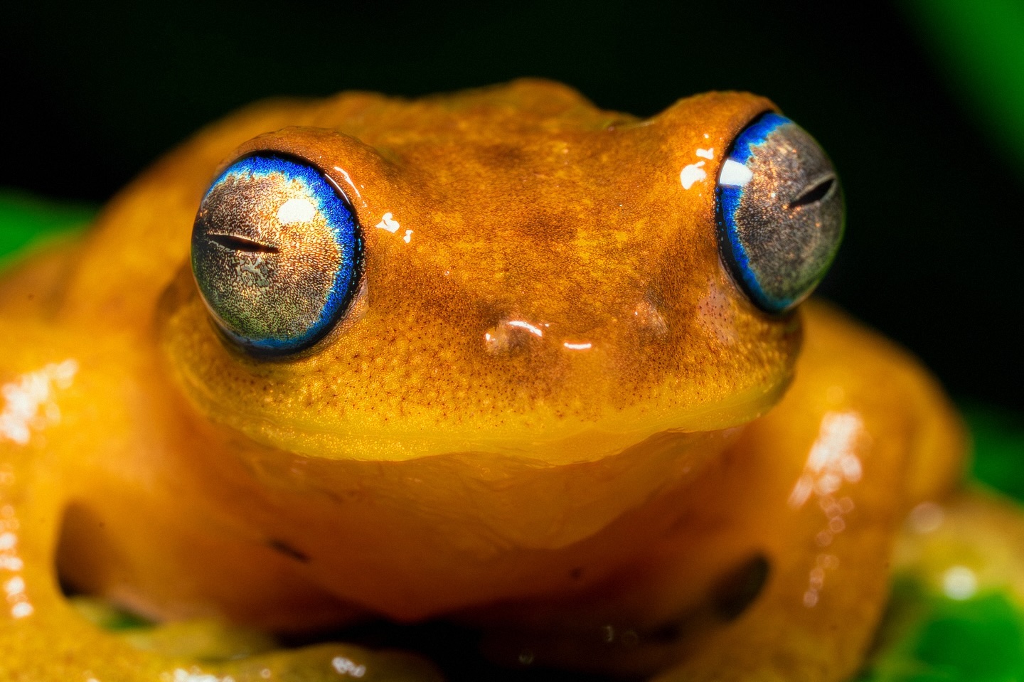 The Coorg brush frog, native to the Western Ghats, is known for its strikingly expressive eyes with amazing gold and … (3/3)