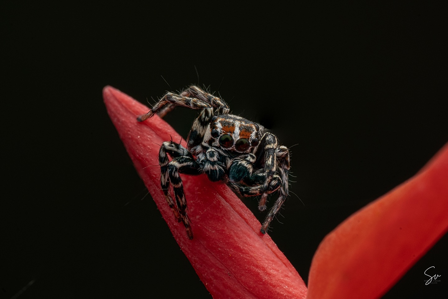 The mesmerizing Jumping Spider r in all its glory 🕷️✨ #MacroPhotography #Jumping Spider #Pollachi #SonyAlpha (2/3)