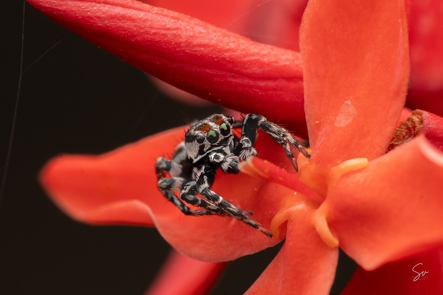 The mesmerizing Jumping Spider r in all its glory 🕷️✨ #MacroPhotography #Jumping Spider #Pollachi #SonyAlpha (3/3)