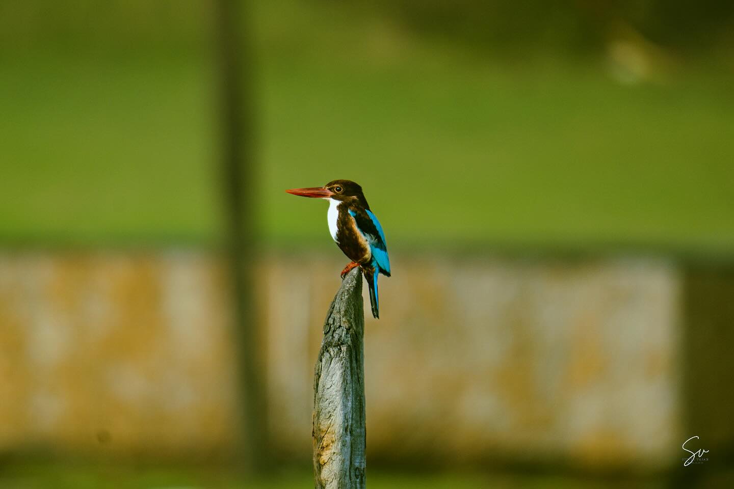 White-Throated Kingfisher – a small bird, about 15–18cm long, with bright blue wings and a clean white throat. It’s o…