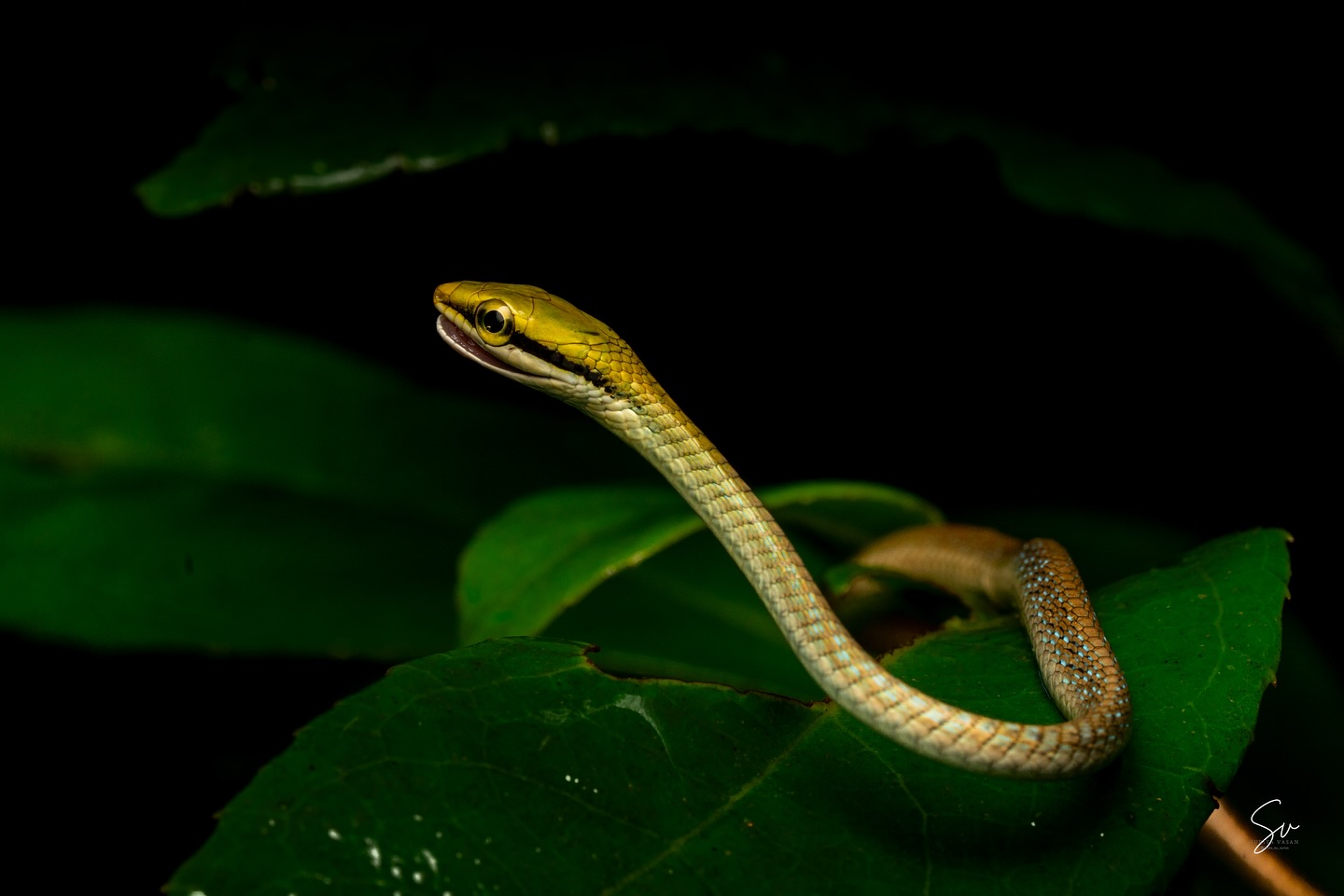Giri’s Bronzeback Snake (2/3)