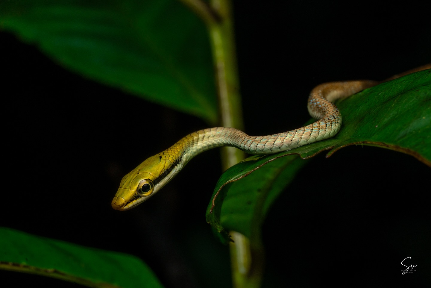 Giri’s Bronzeback Snake (3/3)
