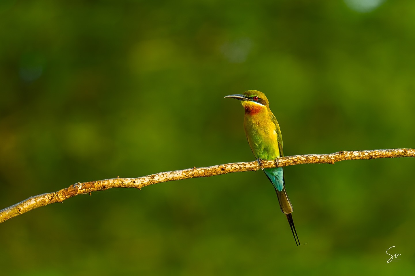 #BirdPhotography #BlueTailedBeeEater #Pollachi #SonyAlpha