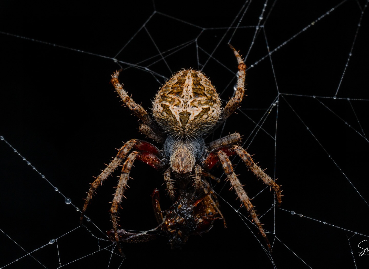 The mesmerizing Garden Orb Weaver in all its glory 🕷️✨ Perfect blend of patience, precision, and macro magic! #Macro… (2/2)