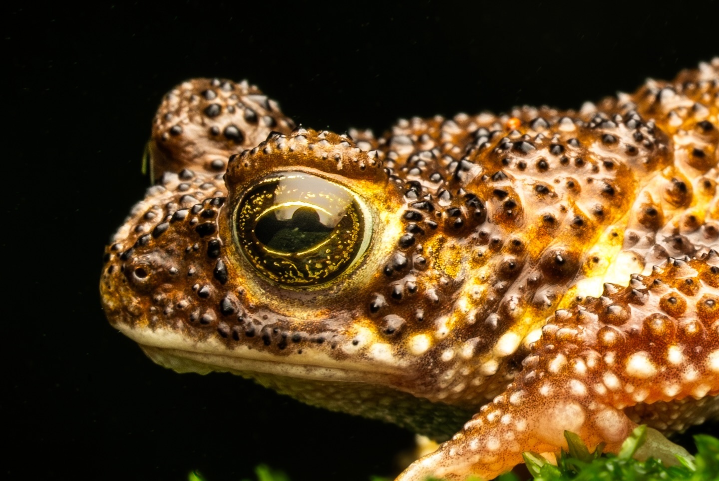 Meet the elusive Amboli toad, blending perfectly with the misty Western Ghats. The unbelievable black and gold eyes a… (2/3)