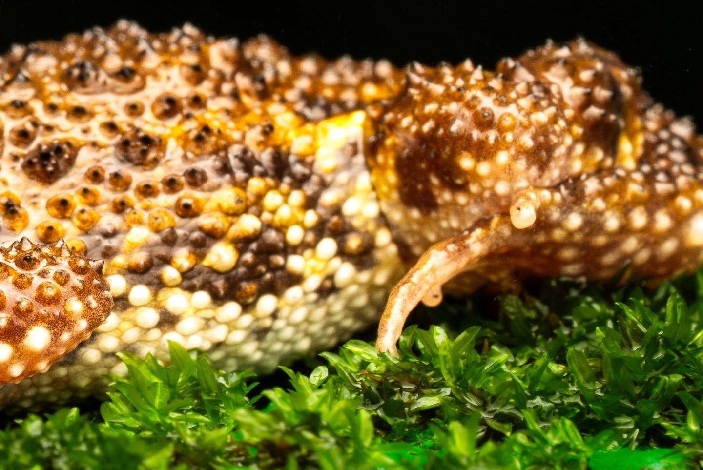 Meet the elusive Amboli toad, blending perfectly with the misty Western Ghats. The unbelievable black and gold eyes a… (3/3)