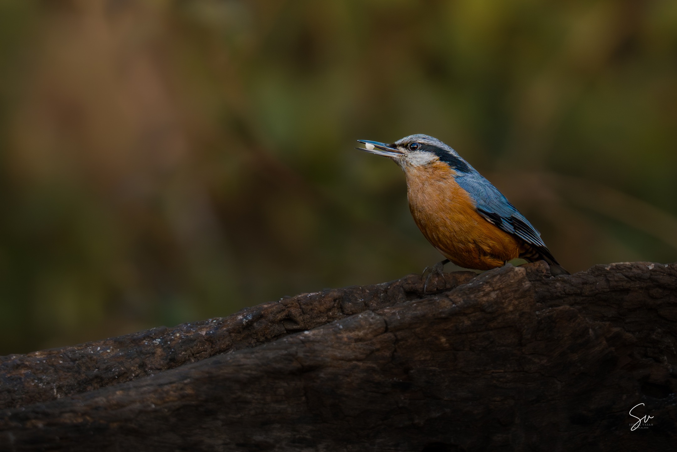 📍 Location: Sattal, Uttarakhand, India