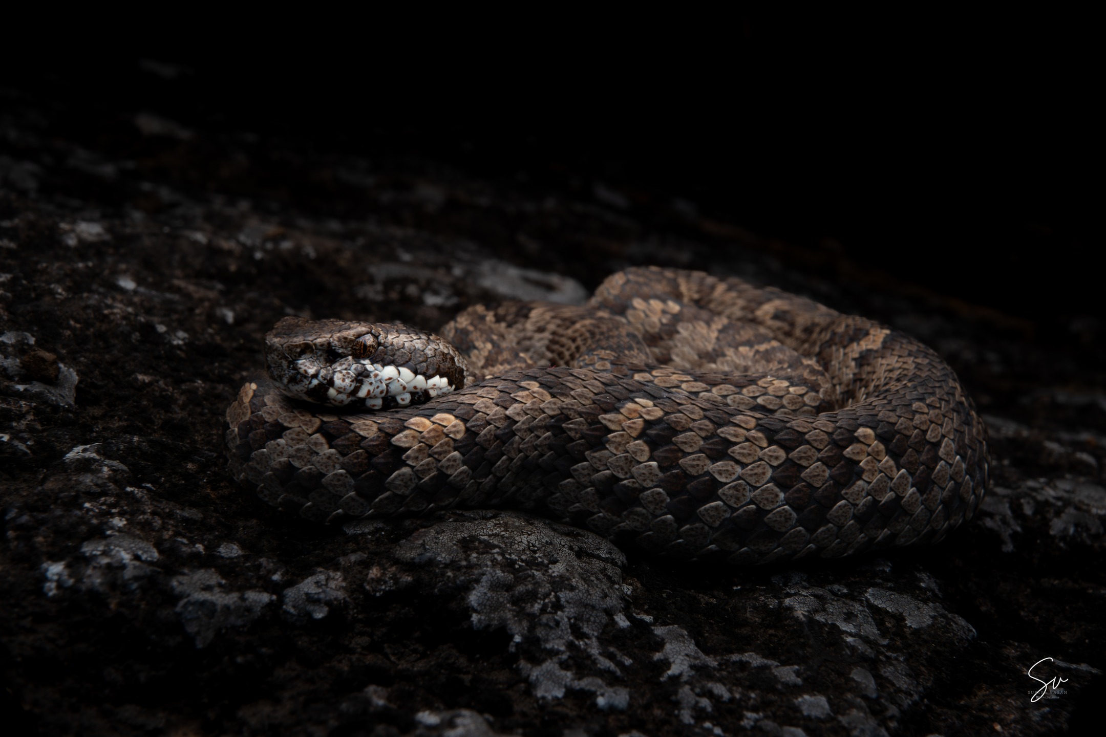 The rare & Rarest "Horseshoe Pit Viper" (2/6)