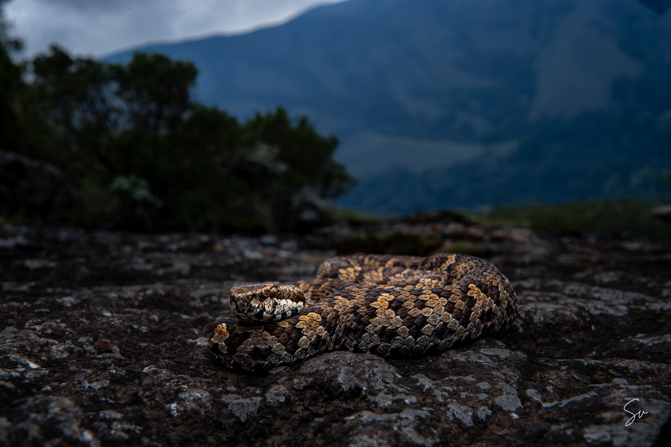 The rare & Rarest "Horseshoe Pit Viper" (3/6)