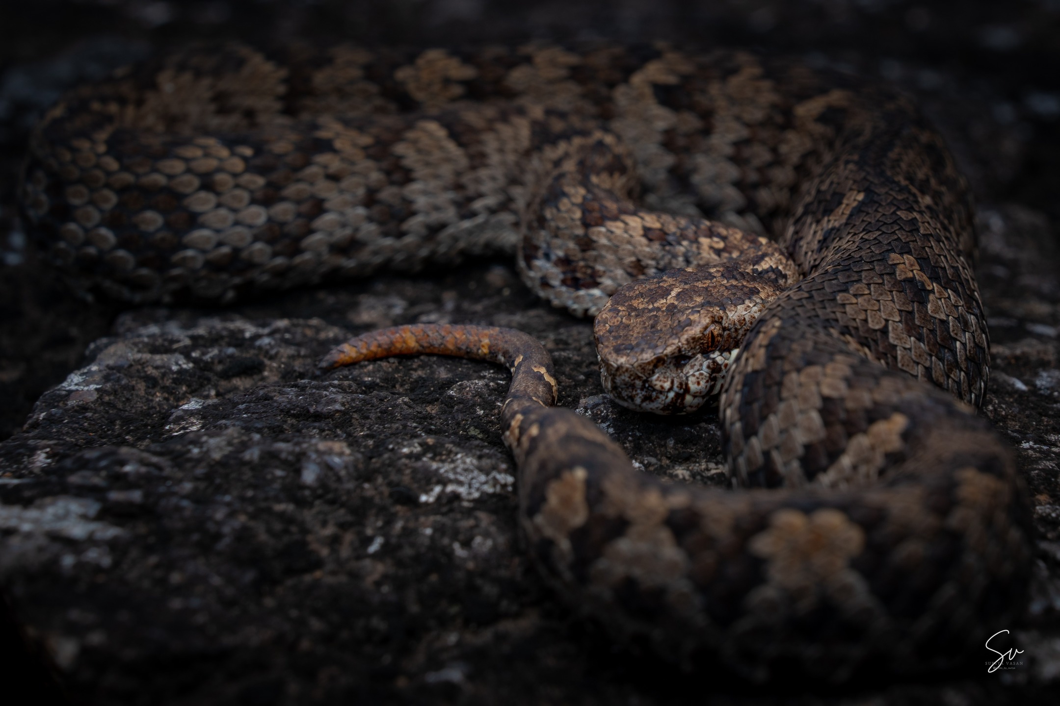 The rare & Rarest "Horseshoe Pit Viper" (4/6)