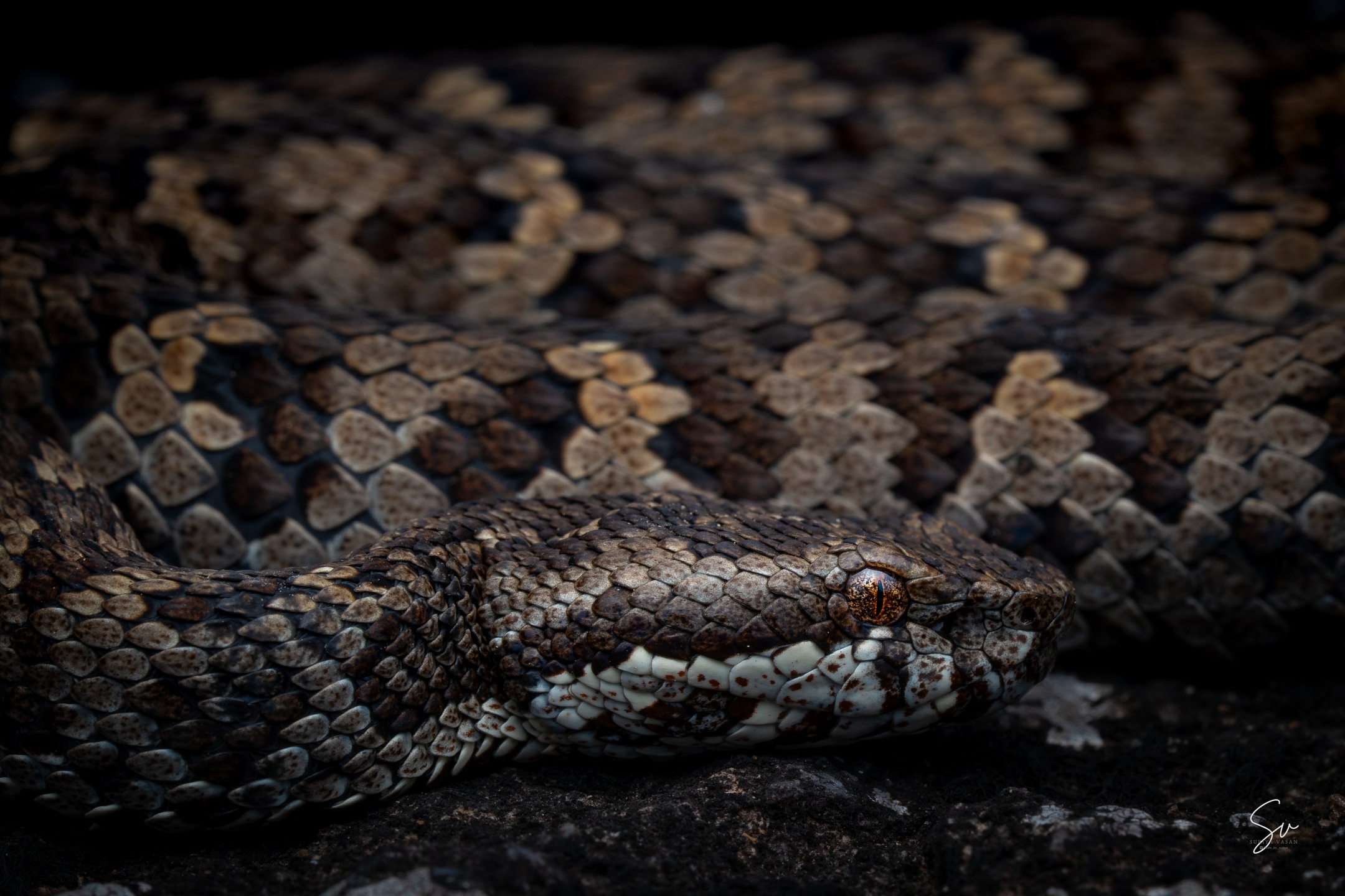 The rare & Rarest "Horseshoe Pit Viper" (5/6)