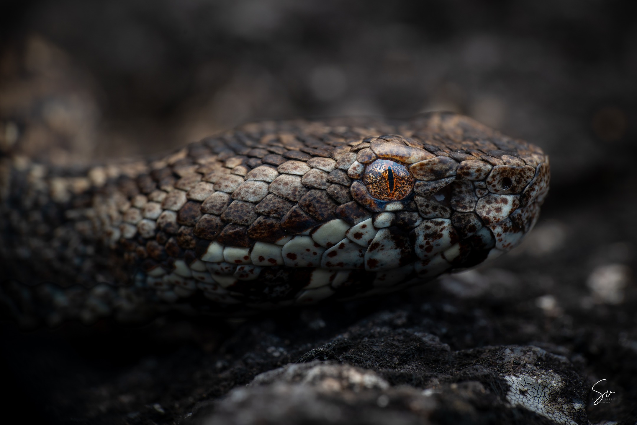 The rare & Rarest "Horseshoe Pit Viper" (6/6)