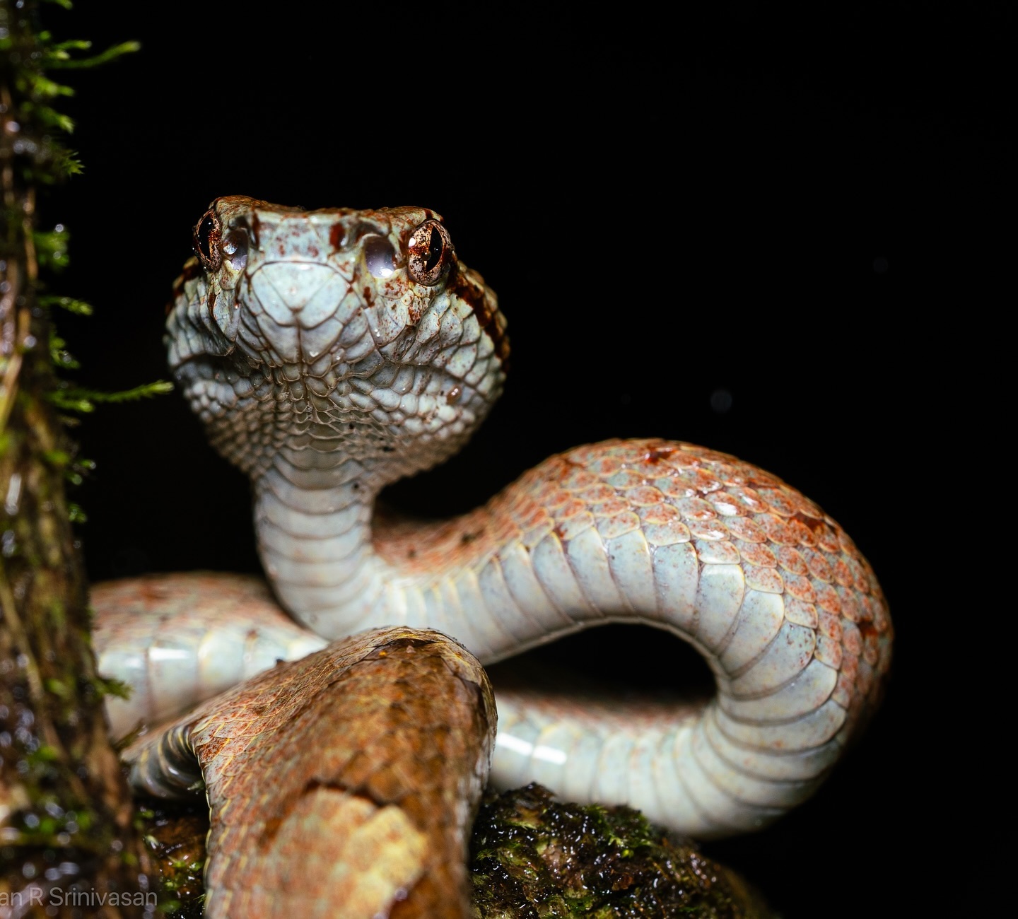 Taking in the splendor of the elusive Cream Morph (Malabar Pit Viper) in the deep Galibeedu Forest. This gorgeous ser… (2/3)