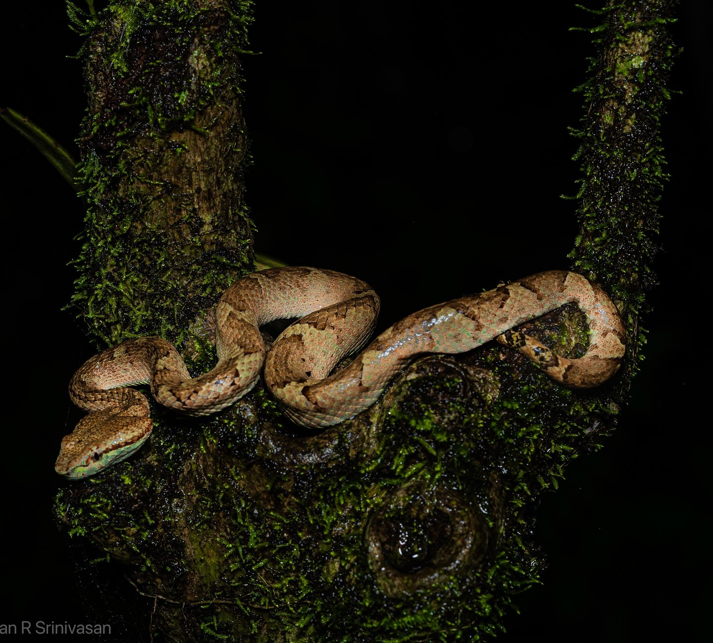 Taking in the splendor of the elusive Cream Morph (Malabar Pit Viper) in the deep Galibeedu Forest. This gorgeous ser… (3/3)