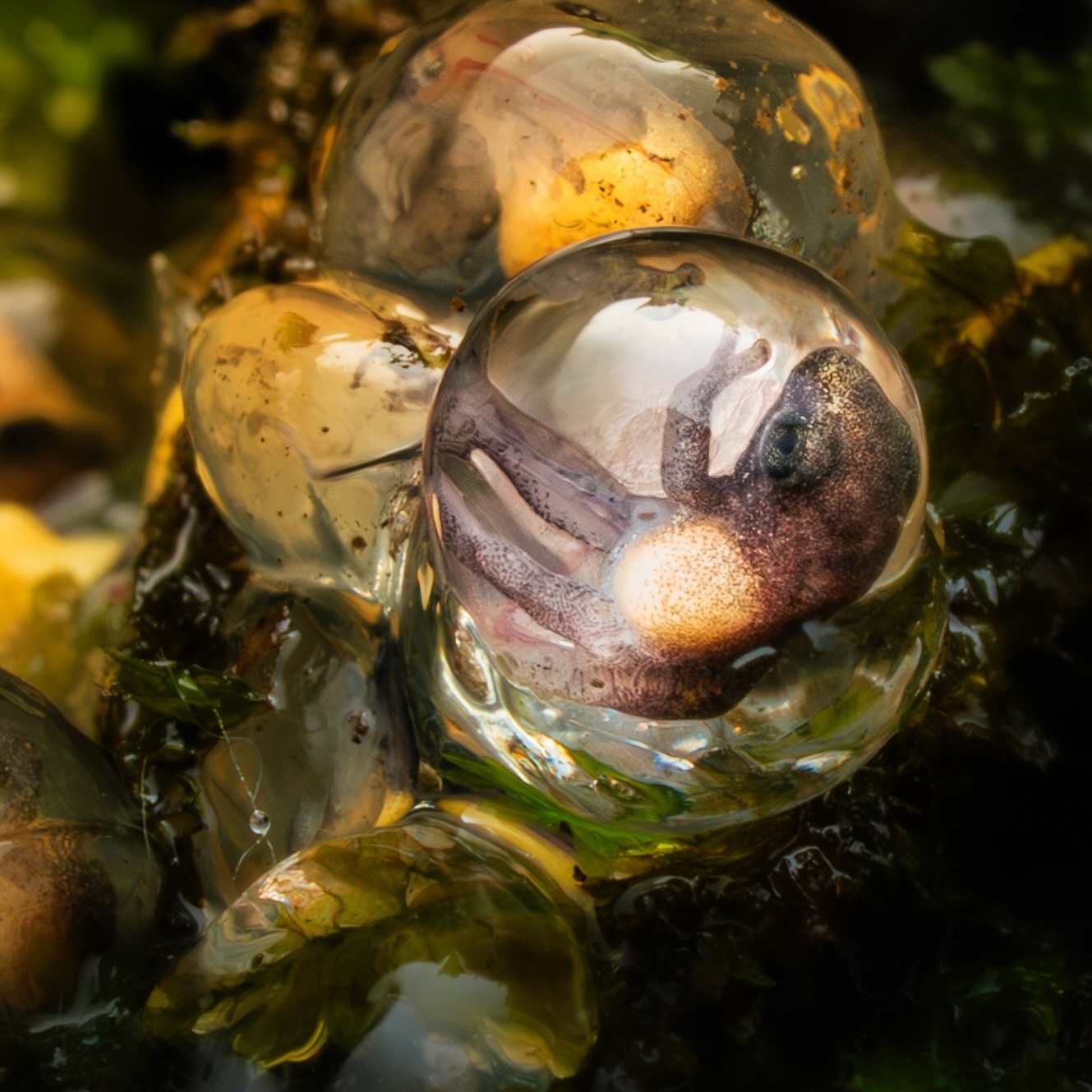 Encased in their transparent “bubble-eggs”, dozens of Amboli bush froglet was curling up for one more night before ta…