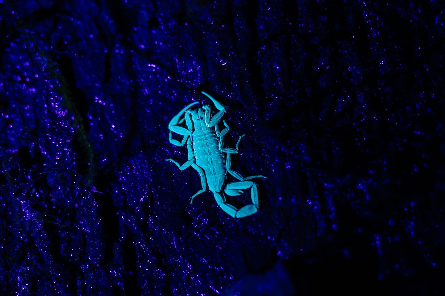 Glow in the Dark: Meet the Bark Scorpion!