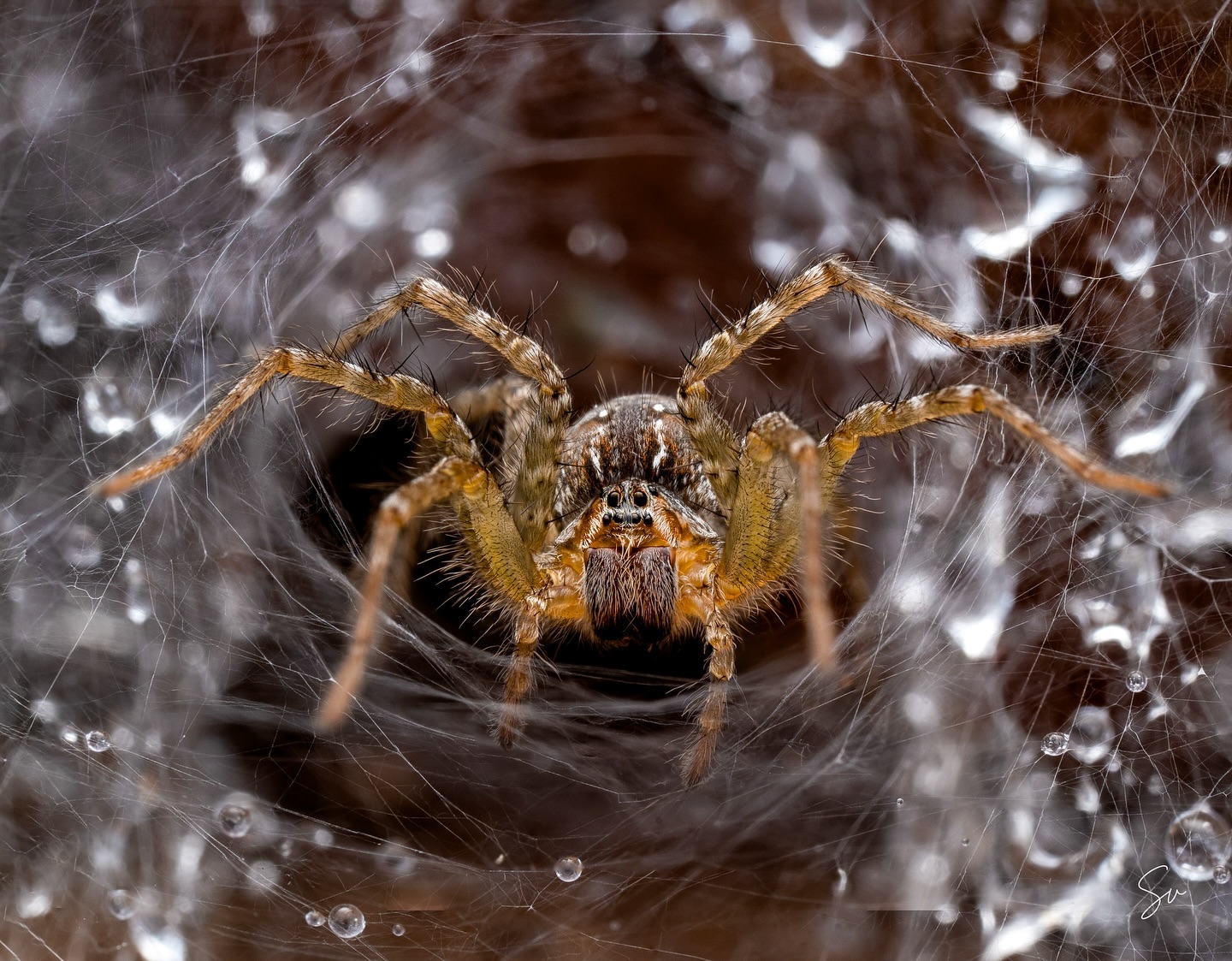 The mesmerizing Indian Wolf Spider in all its glory 🕷️✨ Perfect blend of patience, precision, and macro magic! And s…