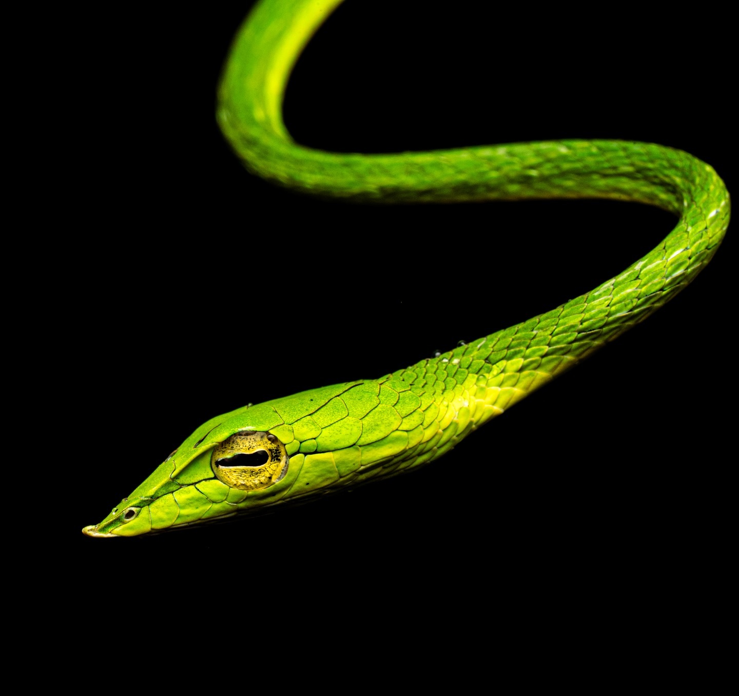 Wine Snake (Ahaetulla nasuta) in the Amboli Ghats! These slender, vine-like beauties are harmless, with their long, s…