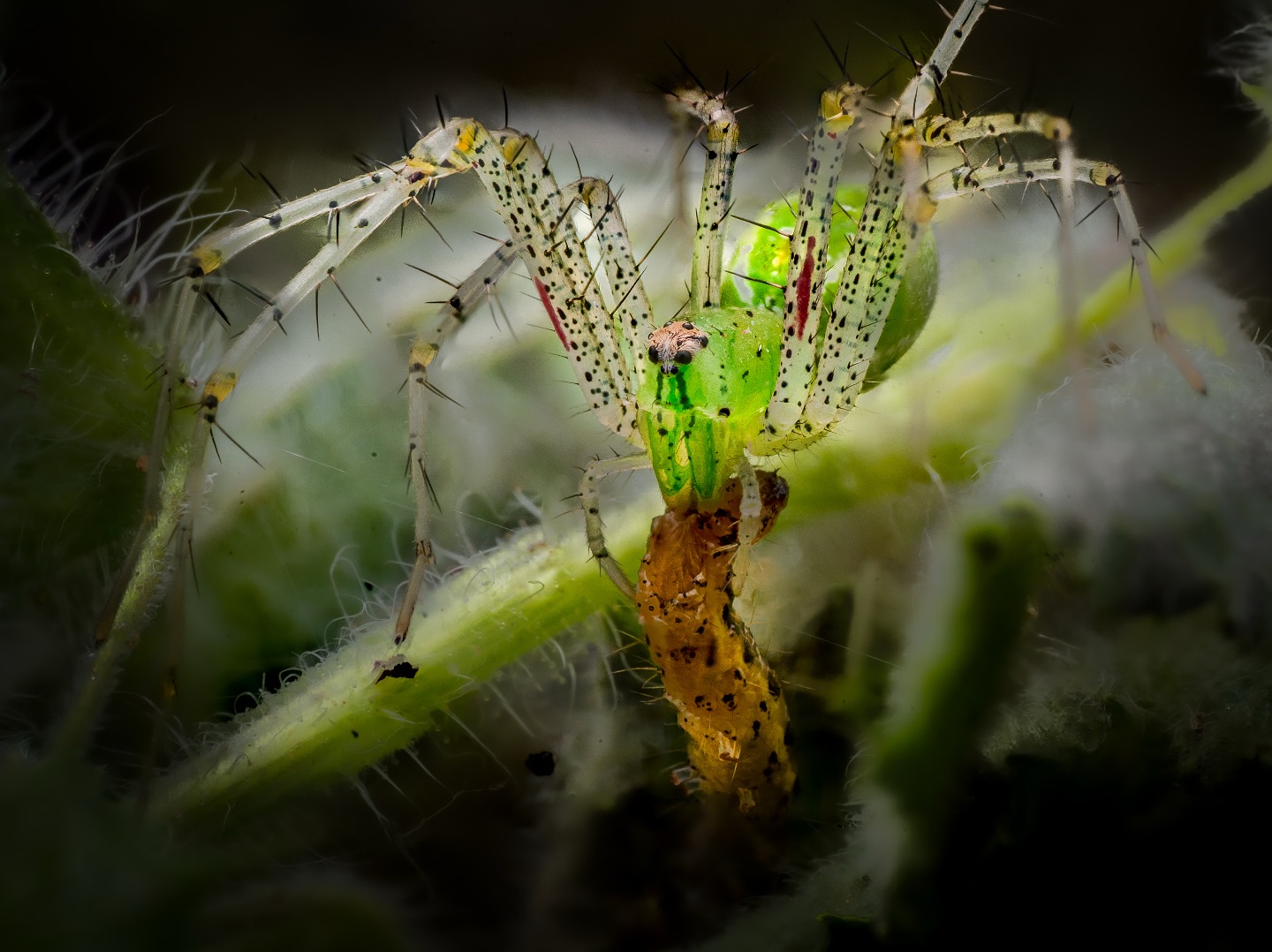 Indian Green Lynx Spider (Peucetia viridana) stacked 7 photos perfectly camouflaged and enjoying a meal. These beauti…