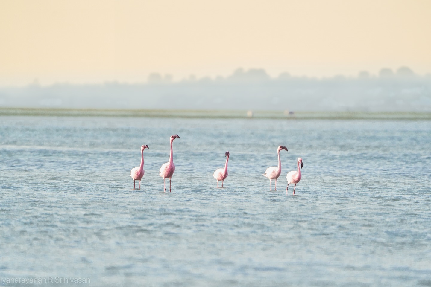 A day well spent at Palaverkadu, exploring the beauty of flamingos that arrive after crossing thousands of miles. Wit… (2/4)