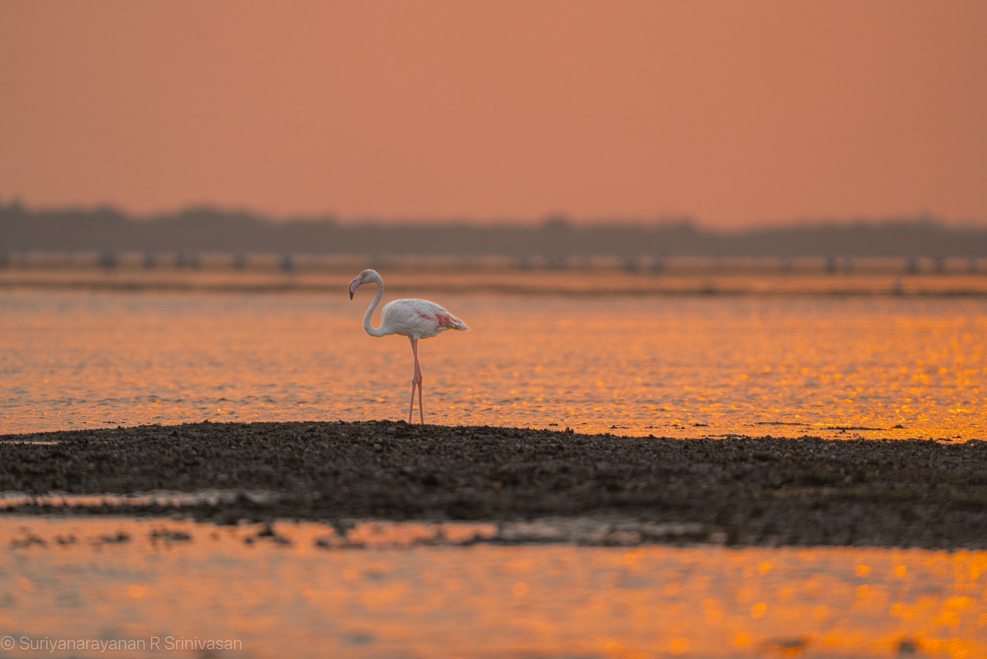 A day well spent at Palaverkadu, exploring the beauty of flamingos that arrive after crossing thousands of miles. Wit… (3/4)